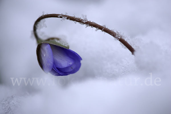 Leberblümchen (Hepatica nobilis)