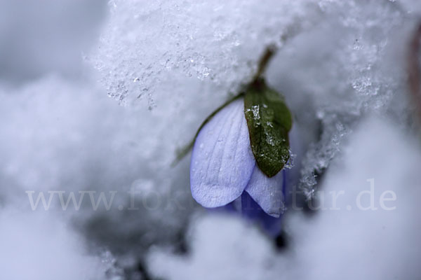 Leberblümchen (Hepatica nobilis)