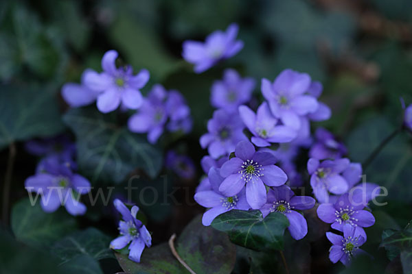 Leberblümchen (Hepatica nobilis)