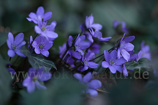 Leberblümchen (Hepatica nobilis)