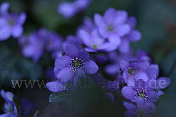 Leberblümchen (Hepatica nobilis)