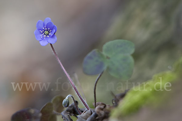 Leberblümchen (Hepatica nobilis)