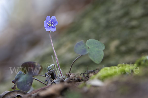 Leberblümchen (Hepatica nobilis)