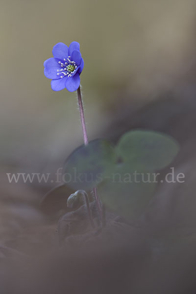 Leberblümchen (Hepatica nobilis)