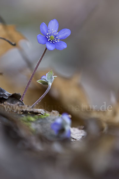 Leberblümchen (Hepatica nobilis)