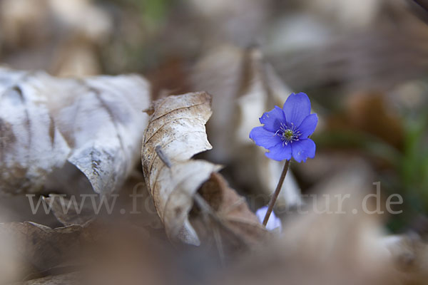 Leberblümchen (Hepatica nobilis)