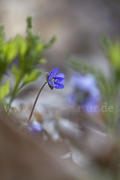 Leberblümchen (Hepatica nobilis)