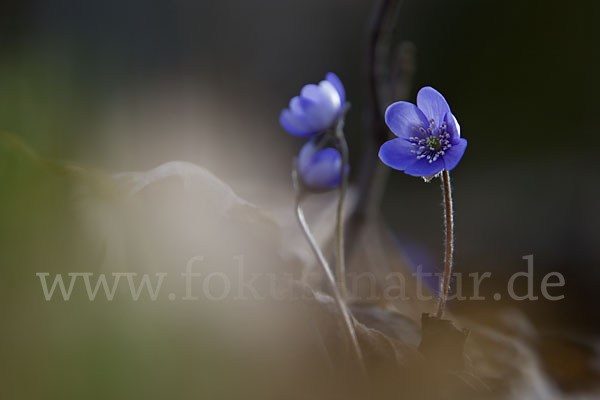 Leberblümchen (Hepatica nobilis)