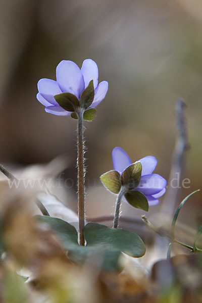 Leberblümchen (Hepatica nobilis)