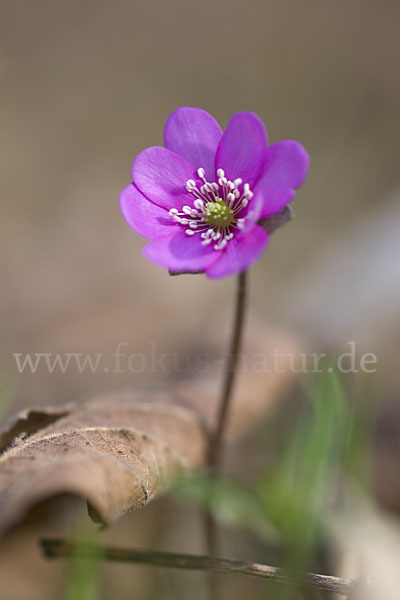 Leberblümchen (Hepatica nobilis)