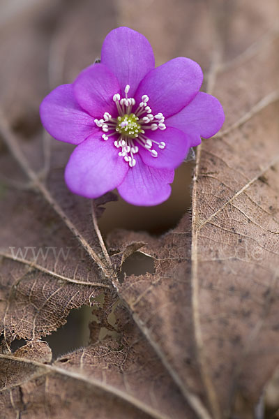 Leberblümchen (Hepatica nobilis)