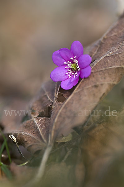 Leberblümchen (Hepatica nobilis)