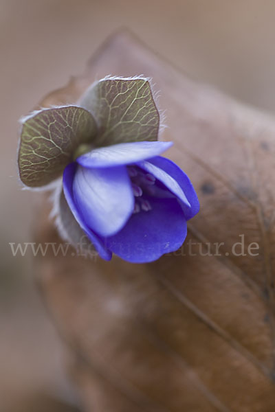 Leberblümchen (Hepatica nobilis)