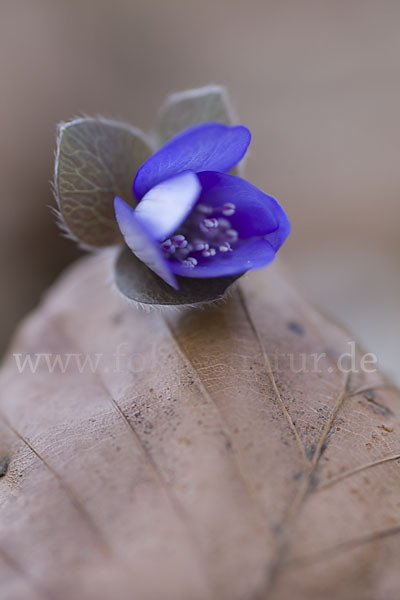 Leberblümchen (Hepatica nobilis)