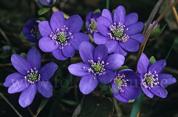 Leberblümchen (Hepatica nobilis)