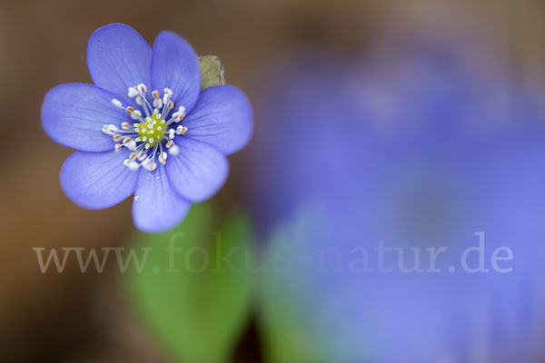 Leberblümchen (Hepatica nobilis)