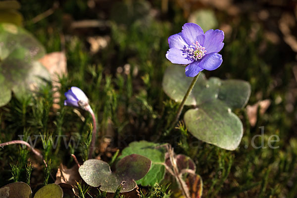 Leberblümchen (Hepatica nobilis)