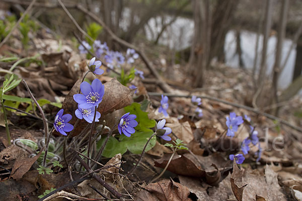 Leberblümchen (Hepatica nobilis)