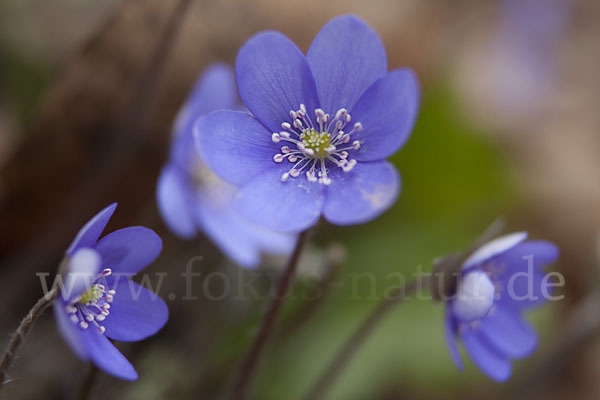 Leberblümchen (Hepatica nobilis)