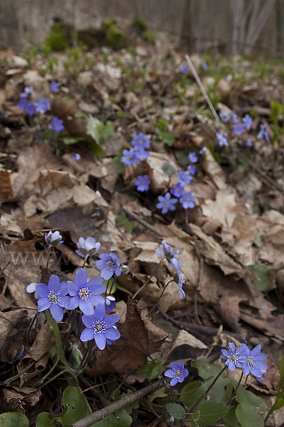 Leberblümchen (Hepatica nobilis)