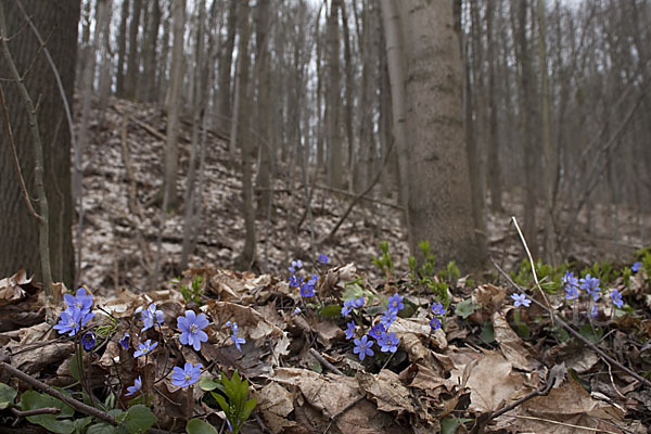 Leberblümchen (Hepatica nobilis)