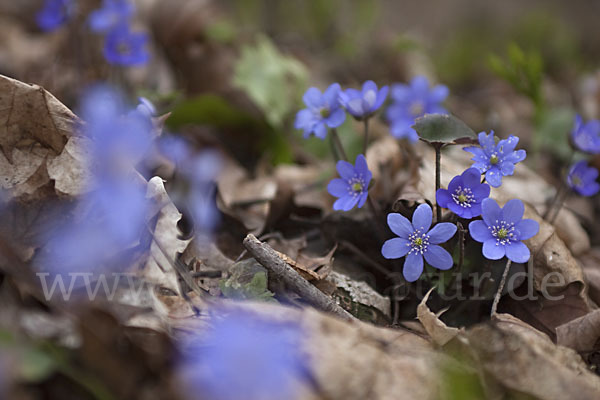 Leberblümchen (Hepatica nobilis)