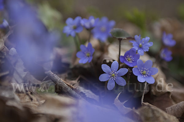 Leberblümchen (Hepatica nobilis)