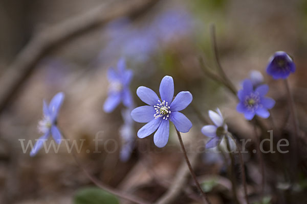 Leberblümchen (Hepatica nobilis)