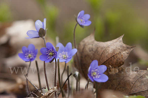 Leberblümchen (Hepatica nobilis)