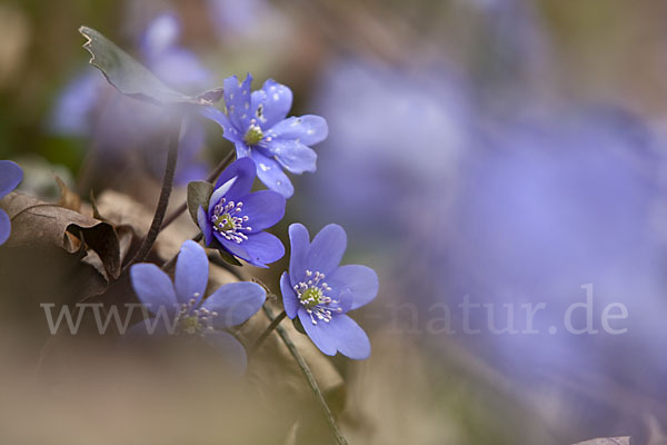 Leberblümchen (Hepatica nobilis)