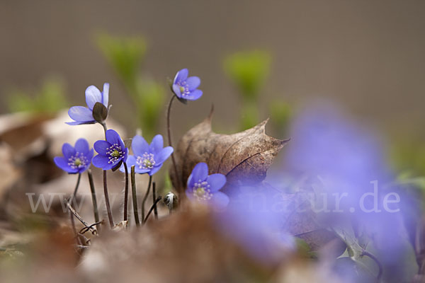 Leberblümchen (Hepatica nobilis)