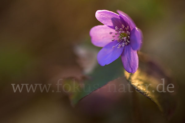 Leberblümchen (Hepatica nobilis)