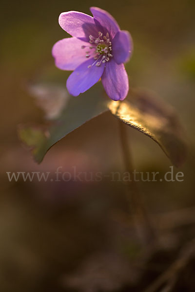 Leberblümchen (Hepatica nobilis)