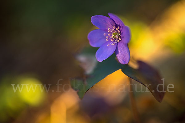 Leberblümchen (Hepatica nobilis)