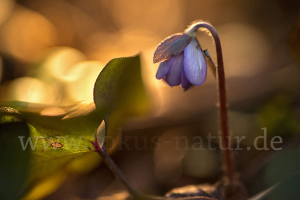 Leberblümchen (Hepatica nobilis)