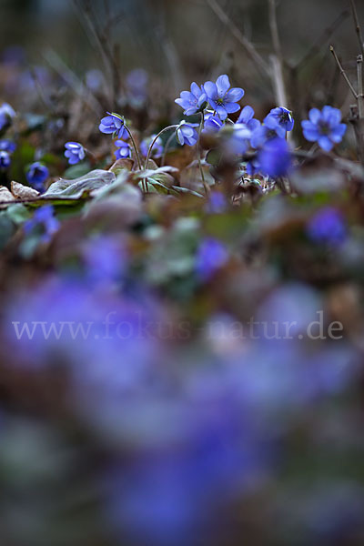 Leberblümchen (Hepatica nobilis)