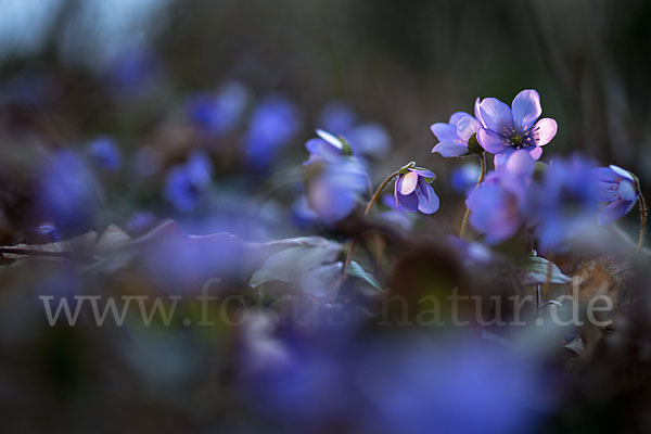 Leberblümchen (Hepatica nobilis)