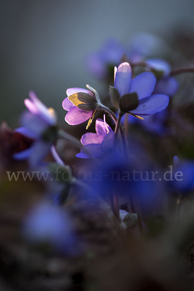 Leberblümchen (Hepatica nobilis)