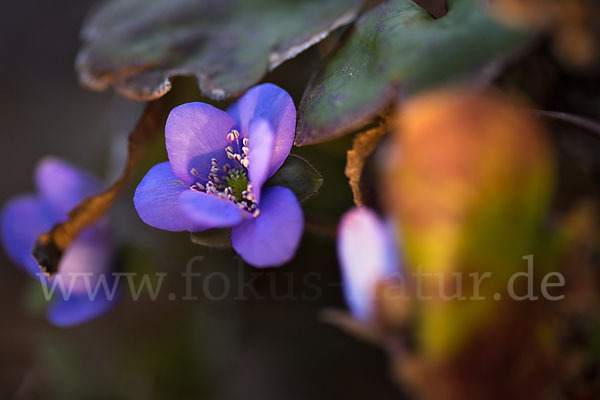 Leberblümchen (Hepatica nobilis)