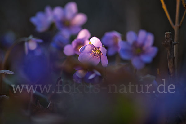 Leberblümchen (Hepatica nobilis)