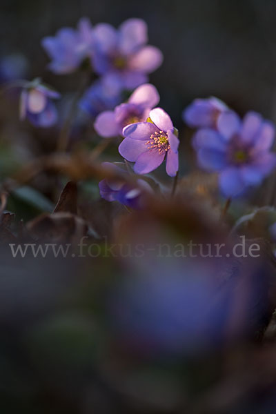 Leberblümchen (Hepatica nobilis)