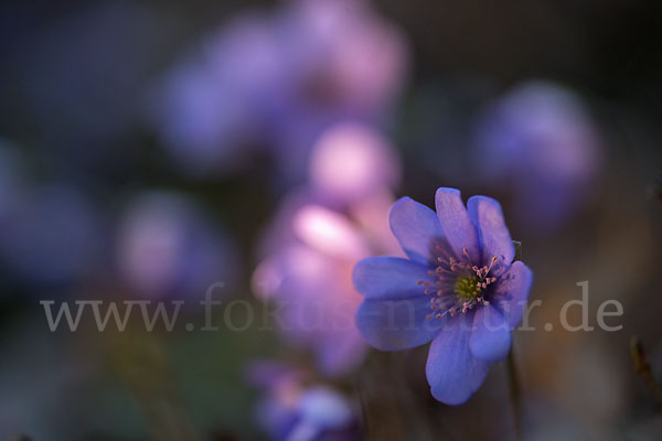 Leberblümchen (Hepatica nobilis)