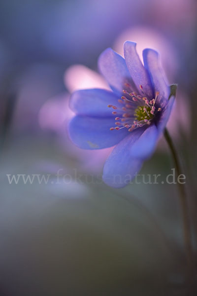 Leberblümchen (Hepatica nobilis)