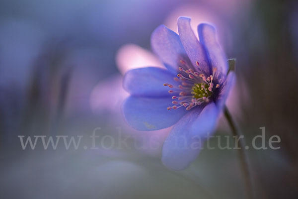 Leberblümchen (Hepatica nobilis)