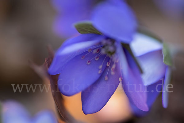 Leberblümchen (Hepatica nobilis)