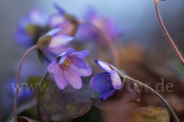 Leberblümchen (Hepatica nobilis)