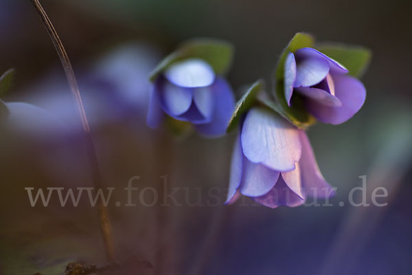 Leberblümchen (Hepatica nobilis)