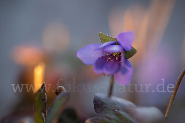 Leberblümchen (Hepatica nobilis)