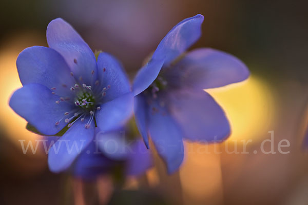 Leberblümchen (Hepatica nobilis)