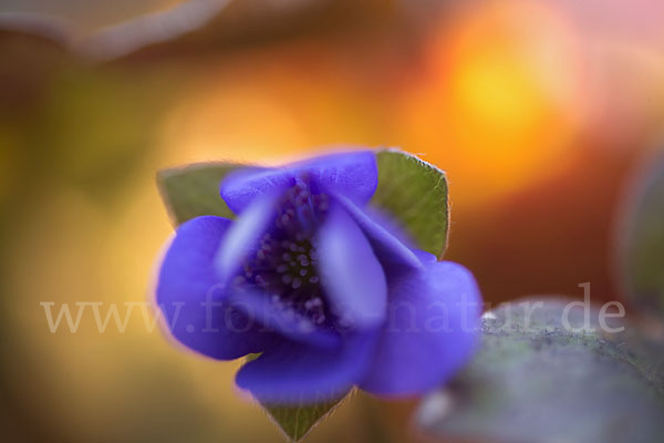 Leberblümchen (Hepatica nobilis)